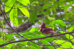 Rhytipterna holerythra