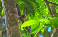 Myiobius sulphureipygius