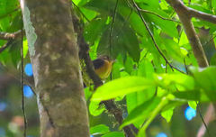 Myiobius sulphureipygius