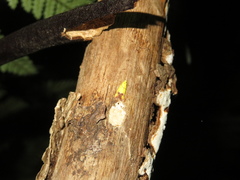 Gymnobathra flavidella