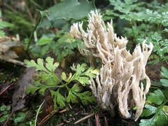 Ramaria acrisiccescens