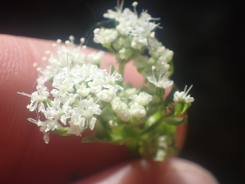 Gingidia grisea, photograph 4