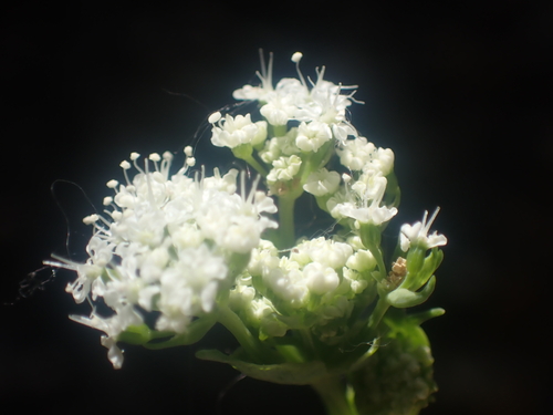Gingidia grisea, photograph 6