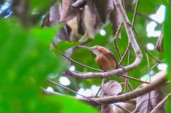 Ramphocaenus melanurus