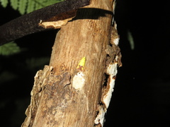 Gymnobathra flavidella