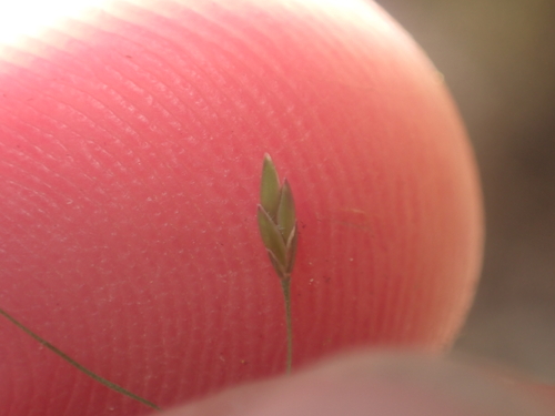 Poa imbecilla, photograph 3