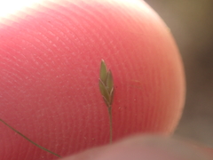 Poa imbecilla, photograph (c) Paul Bell-Butler, some rights reserved (CC BY)