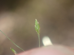 Poa imbecilla, photograph (c) Paul Bell-Butler, some rights reserved (CC BY)