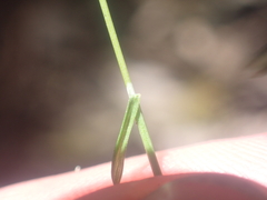 Poa imbecilla, photograph (c) Paul Bell-Butler, some rights reserved (CC BY)