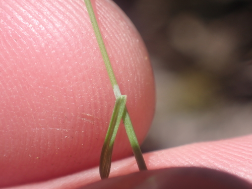 Poa imbecilla, photograph 6