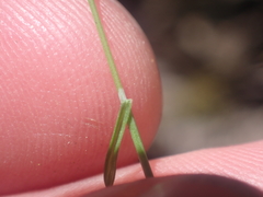 Poa imbecilla, photograph (c) Paul Bell-Butler, some rights reserved (CC BY)