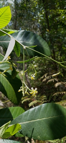 Alstonia vieillardii observed 2025-10-25