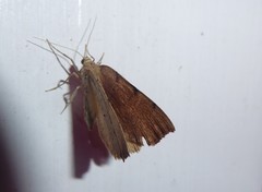 Sestra humeraria