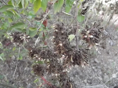 Salpianthus arenarius