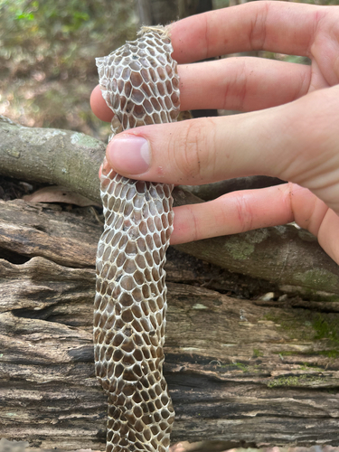 Common Tree Snake sighting