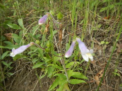 Penstemon hirsutus
