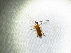 Smodicum cucujiforme