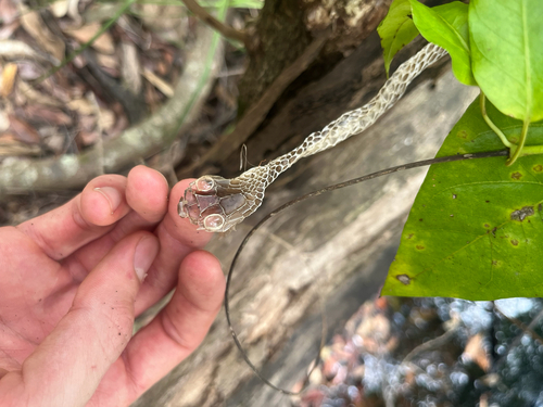 Common Tree Snake sighting