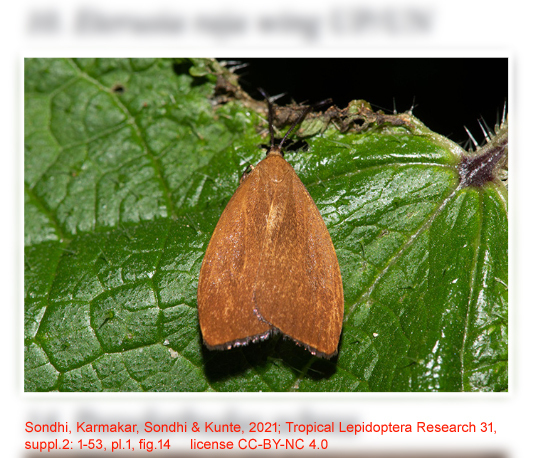 Pseudarbudas