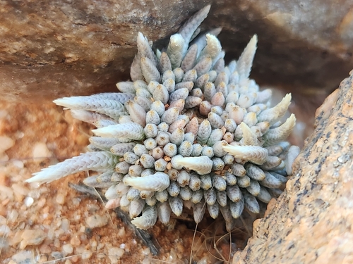 Avonia quinaria