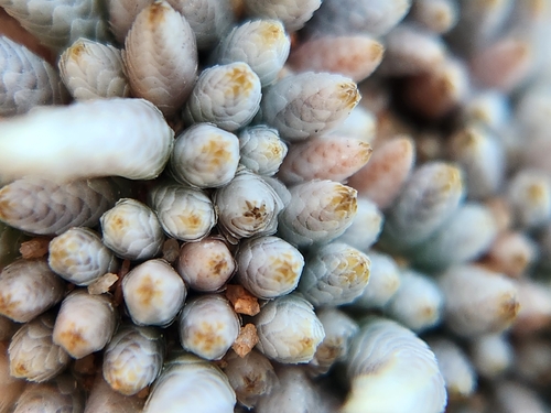 Avonia quinaria
