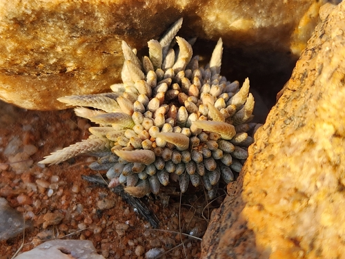 Avonia quinaria
