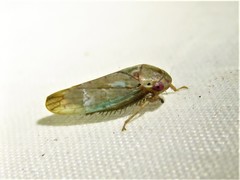 Polana quadrinotata