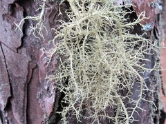 Usnea cornuta
