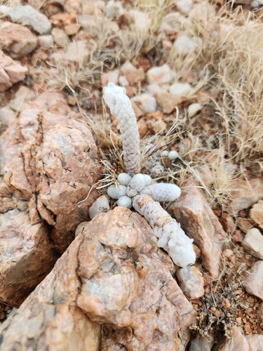 Anacampseros papyracea (Anacampseros papyracea)