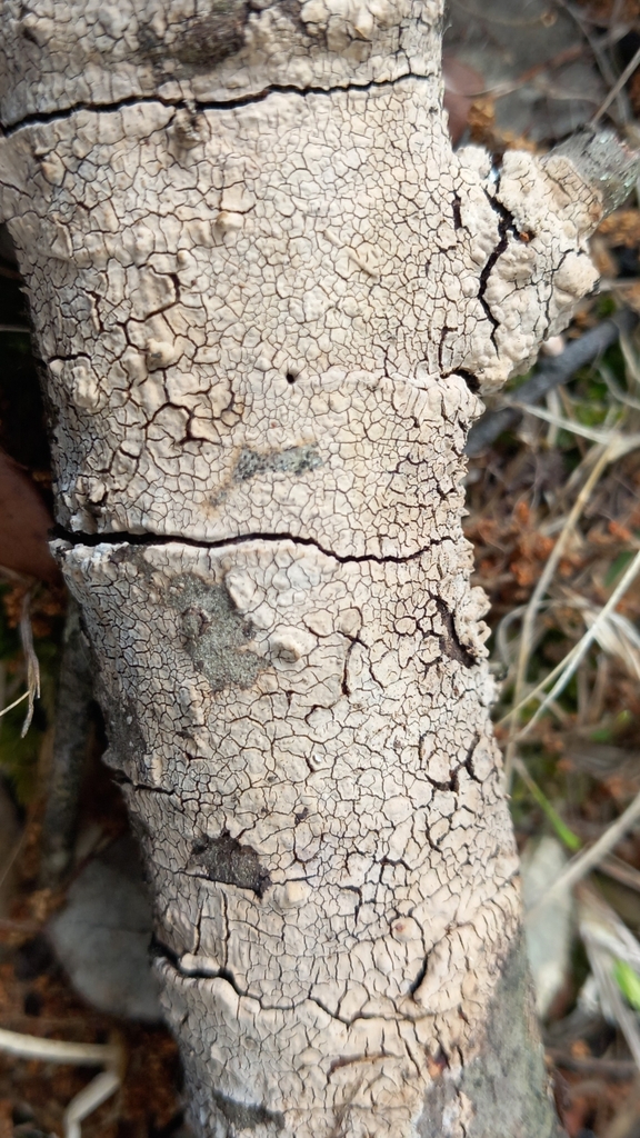 Peniophora meridionalis