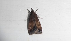 Eudonia asterisca