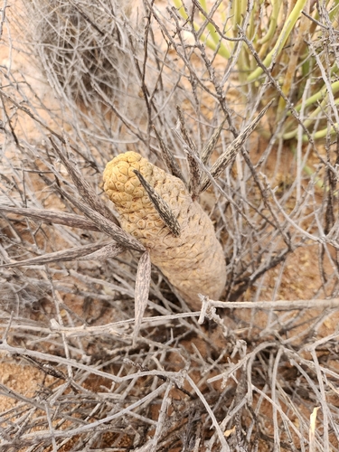 Ceropegia picta