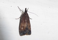 Eudonia asterisca