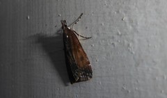Eudonia asterisca