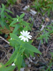 Pseudostellaria