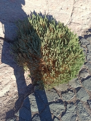 (c) Eric Toro Delgado, some rights reserved (CC BY) Plantago webbii, photograph (c) Eric Toro Delgado, some rights reserved (CC BY)