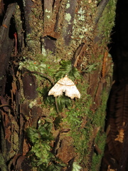 Chalastra pellurgata