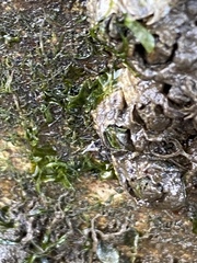 Telmatogeton japonicus