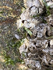 Telmatogeton japonicus