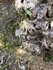 Telmatogeton japonicus