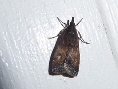 Eudonia asterisca