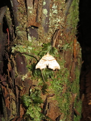 Chalastra pellurgata