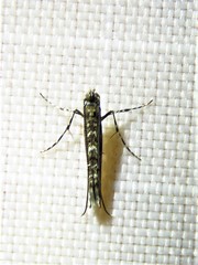Neurobathra strigifinitella