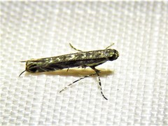 Neurobathra strigifinitella