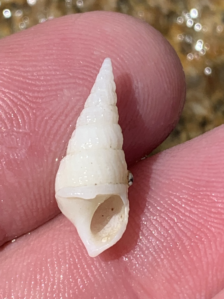 Diastomatidae