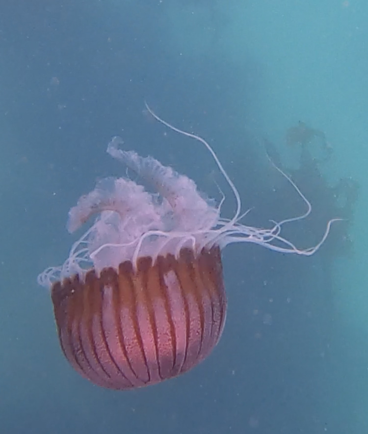 Chrysaora agulhensis Ras, Neethling, Engelbrecht, Morandini, Bayha, Skrypzeck & Gibbons, 2020