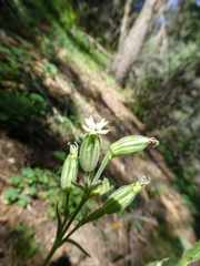 Silene drummondii