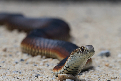 Lowlands Copperhead sighting