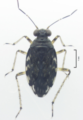 Aoteasalda maculipennis