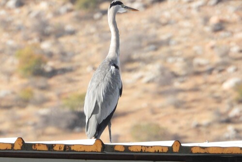 Grey Heron